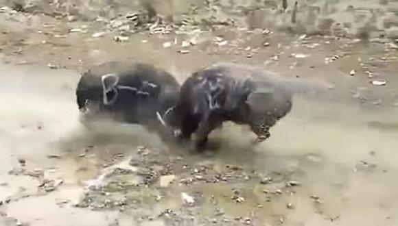 YouTube: Búfalos mueren instantáneamente tras un brutal choque frontal [VIDEO]