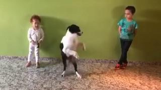 Perrito imita a dos niños bailando y se roba el show (VIDEO)