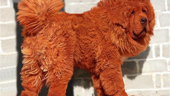 Perrito tibetano bate récord y es comprado a 1,4 millones de dólares