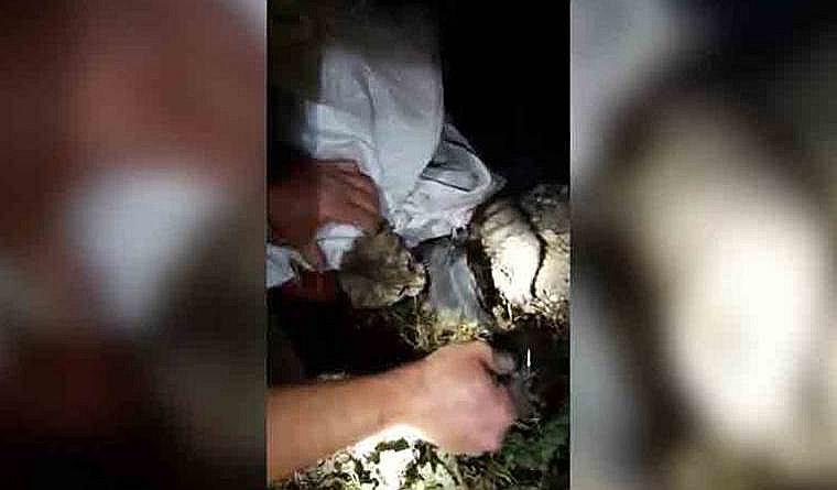 ​Gatos entrenados meten celulares a prisión y Policía los captura