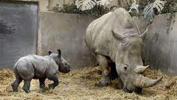 Bebé y mamá, son bellos rinocerontes blancos.