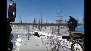 Rusia: criminales atropellan varias veces a oso con dos camiones [VIDEO]