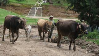 Ganaderos venden sus vacas ante reducidas ganancias y alza de precio de fertilizantes