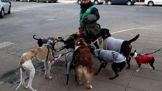 ​Paseadores de perros luchan porque su importante trabajo se formalice